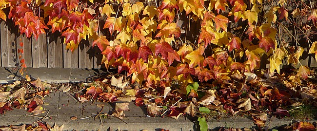 Herbstfarben Blätter in rot und gelb