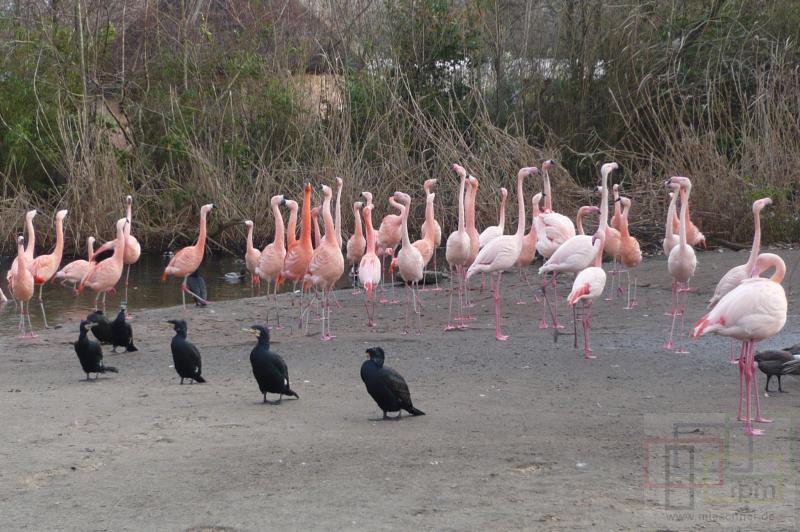 Kormorane und Flamingos