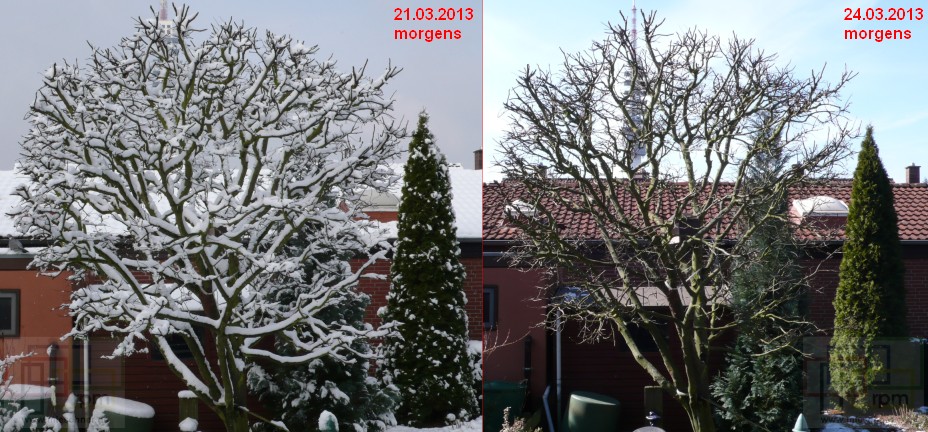 Quitte in Schnee und Sonne Frühlingsanfang 2013