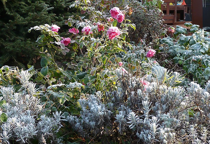 Reif und Morgensonne an Rosen und Lavendel Nov. 2011